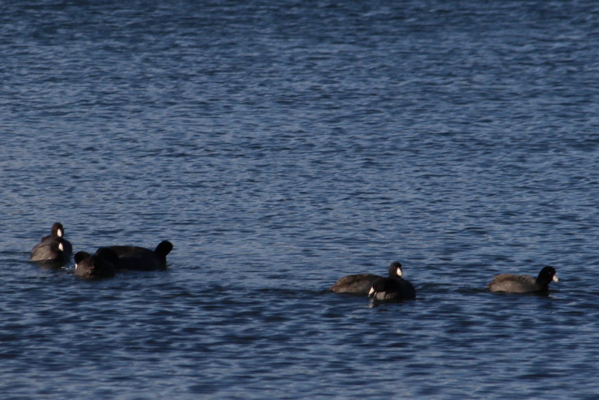 American Coot (Red-shielded) - Charlotte Croshaw