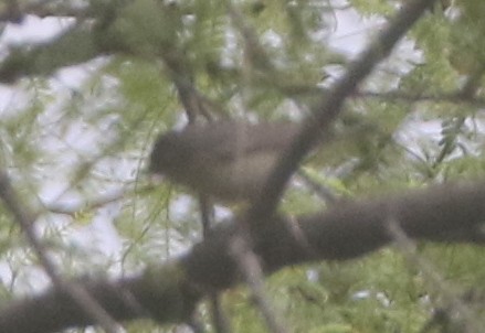 Lucy's Warbler - logan kahle