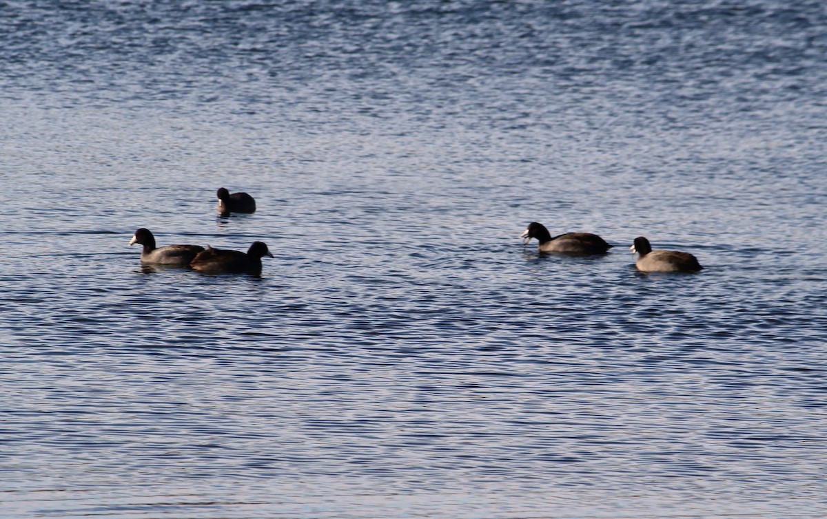 American Coot (Red-shielded) - ML21790391