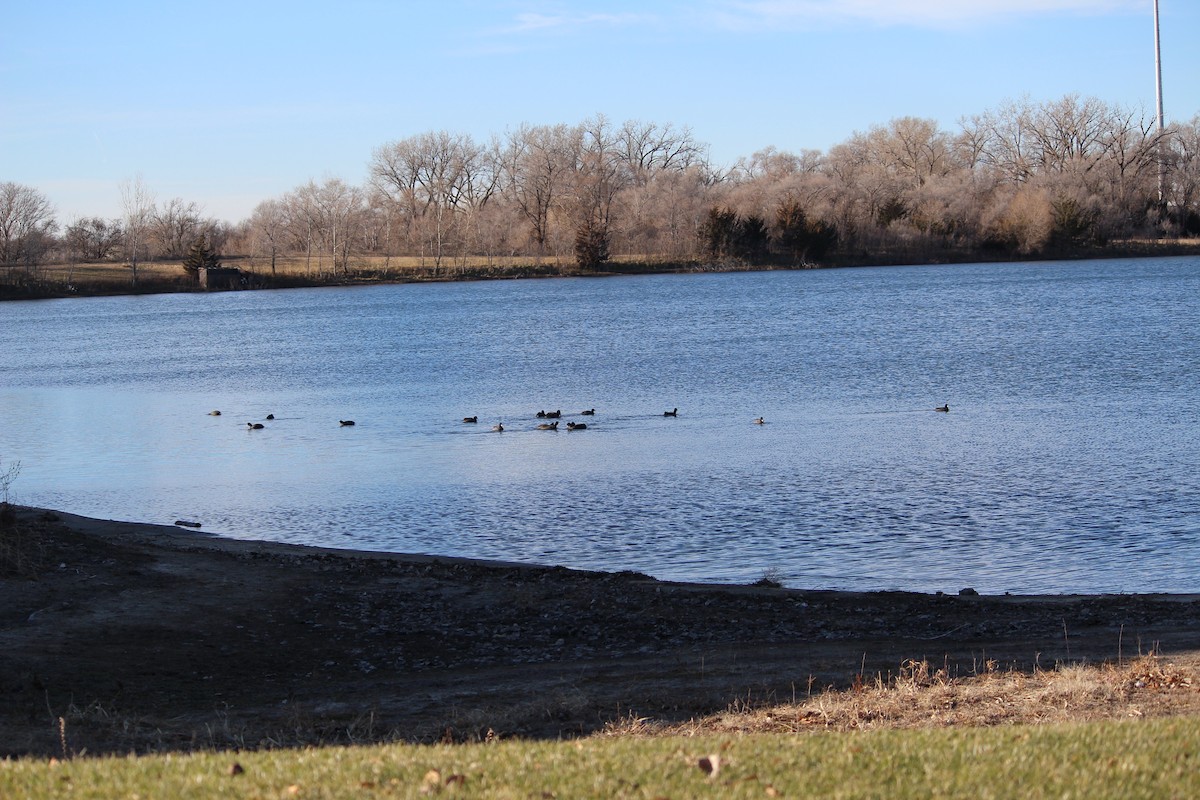 American Coot (Red-shielded) - ML21790411