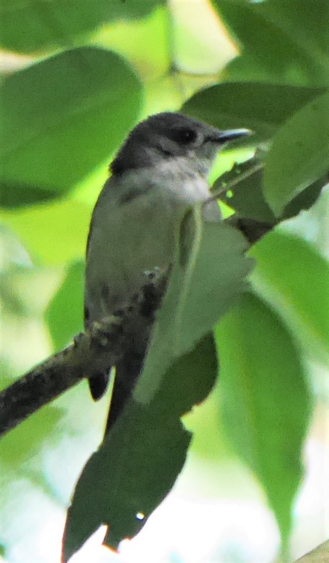 Rarotonga Monarch - ML217904761