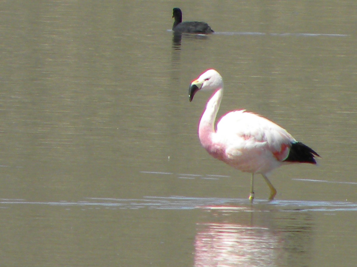 Andean Flamingo - Jhonson Klever Vizcarra Romero