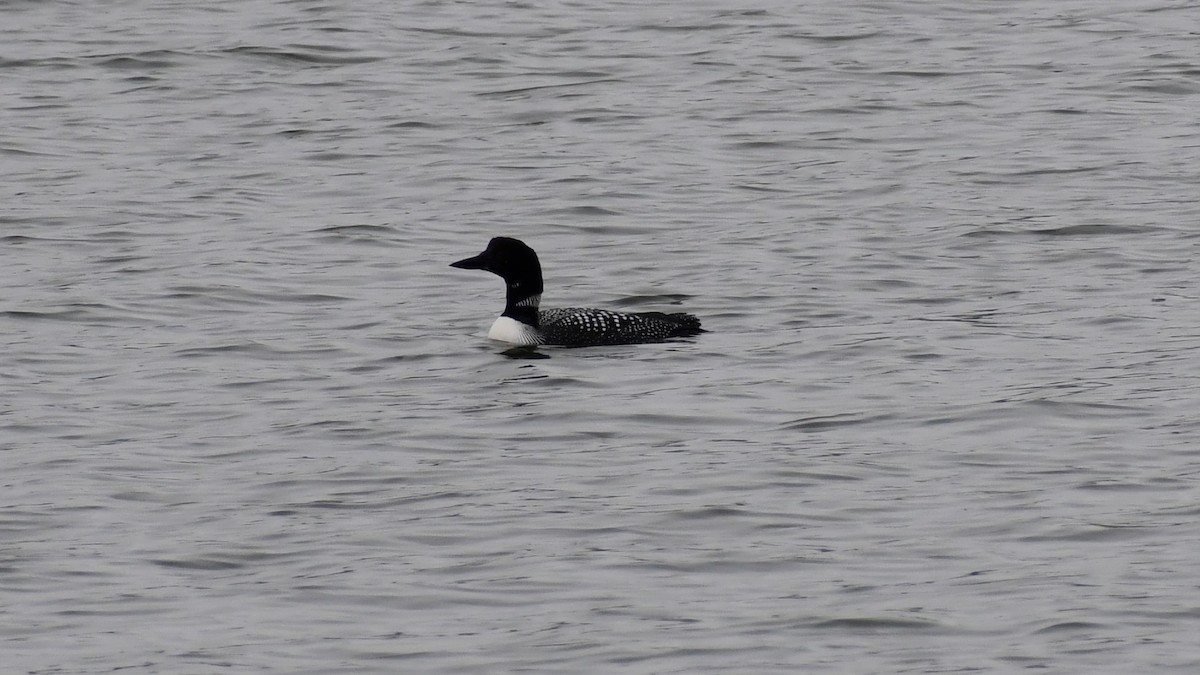 Common Loon - ML217905481