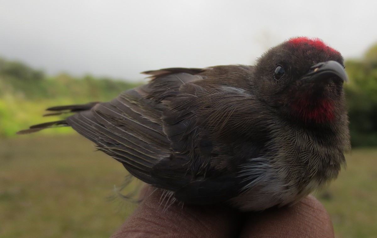 Black-breasted Myzomela - ML217905651