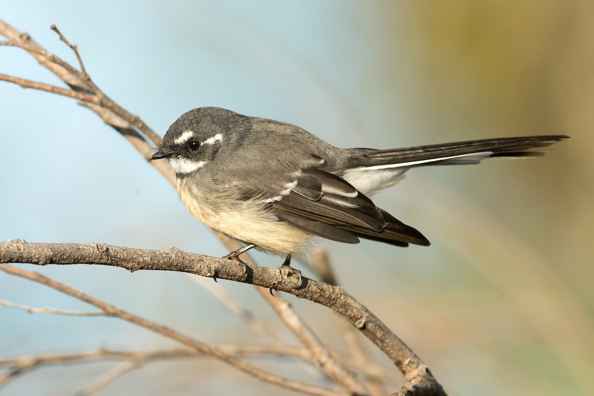 Gray Fantail (alisteri) - ML217906391