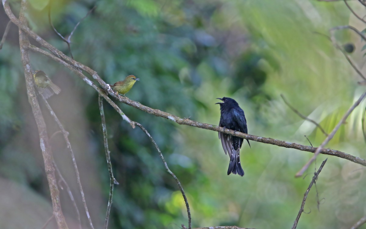 Square-tailed Drongo-Cuckoo - Christoph Moning