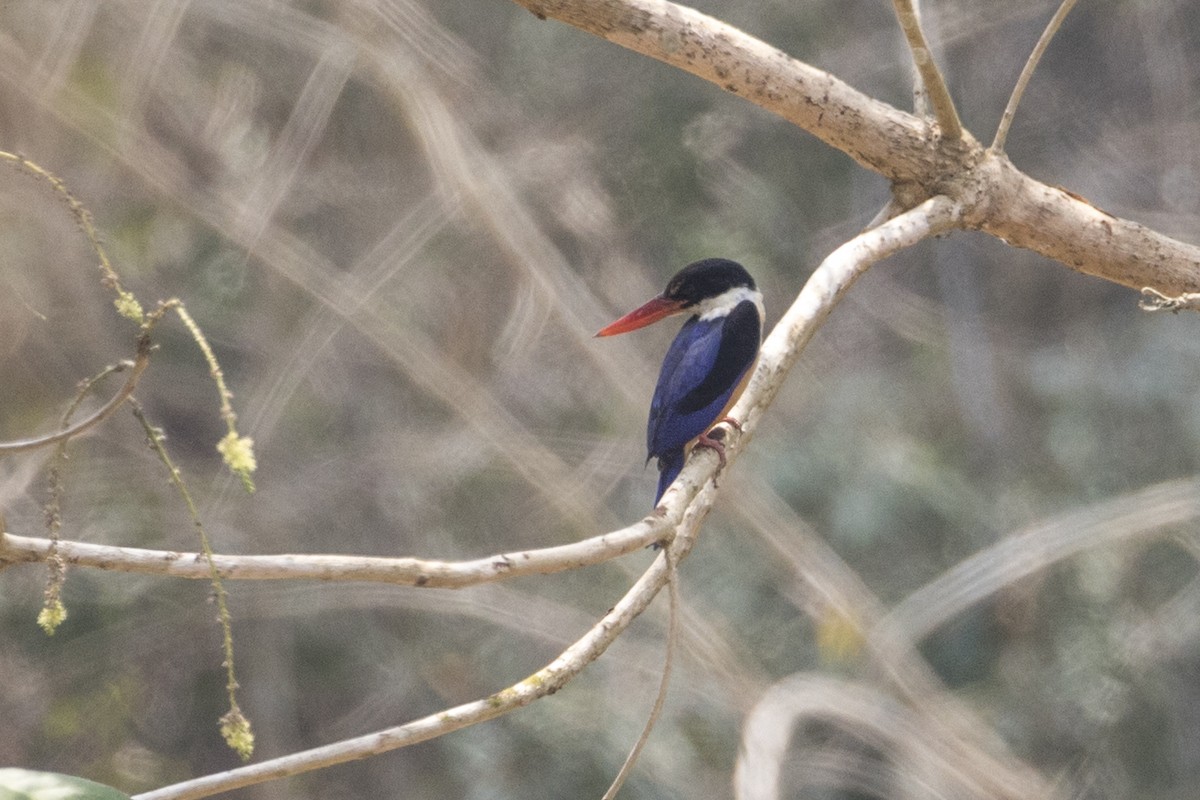 Black-capped Kingfisher - ML217907111