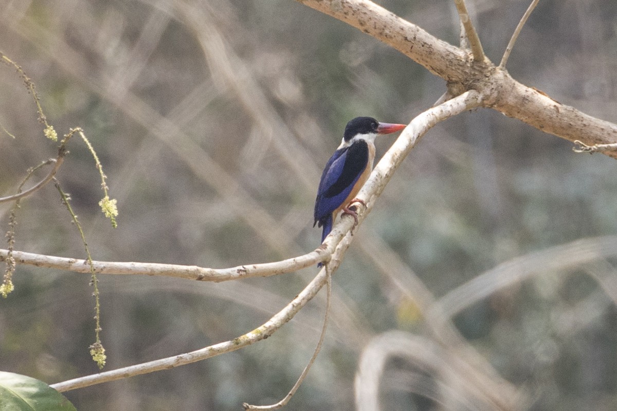 Black-capped Kingfisher - ML217907121