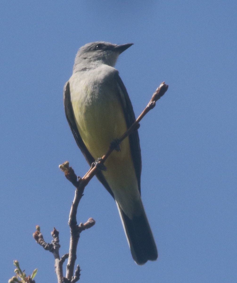 Western Kingbird - logan kahle