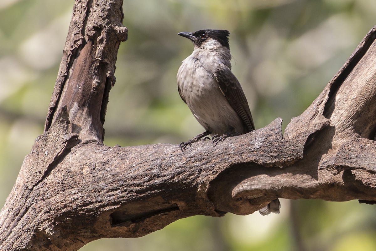 Sooty-headed Bulbul - Robert Lockett