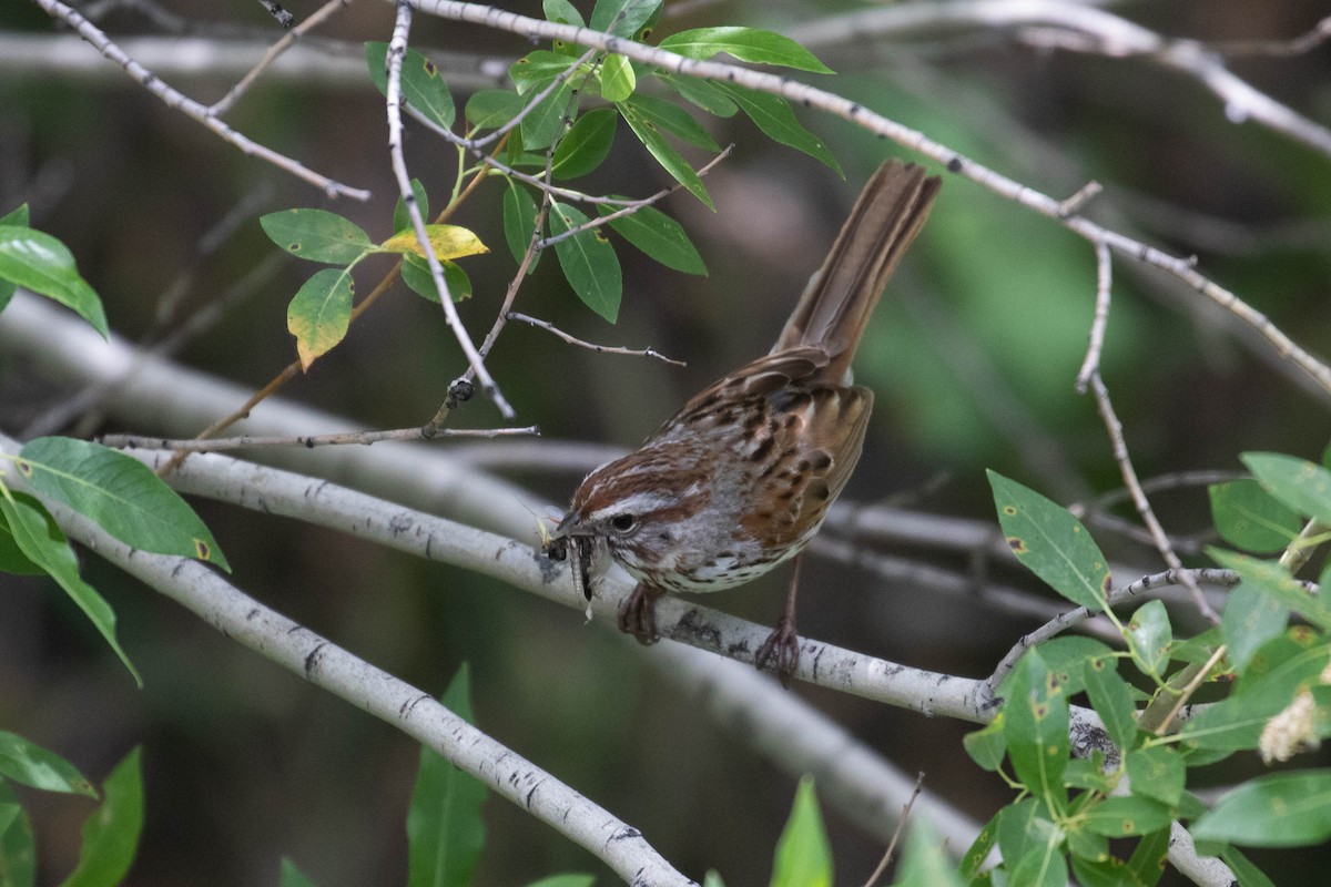 Song Sparrow (montana/merrilli) - ML217908941