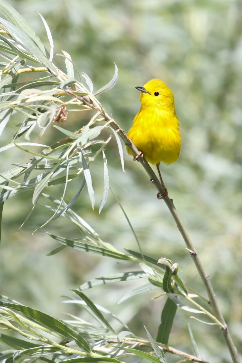 Yellow Warbler (Northern) - ML217909041