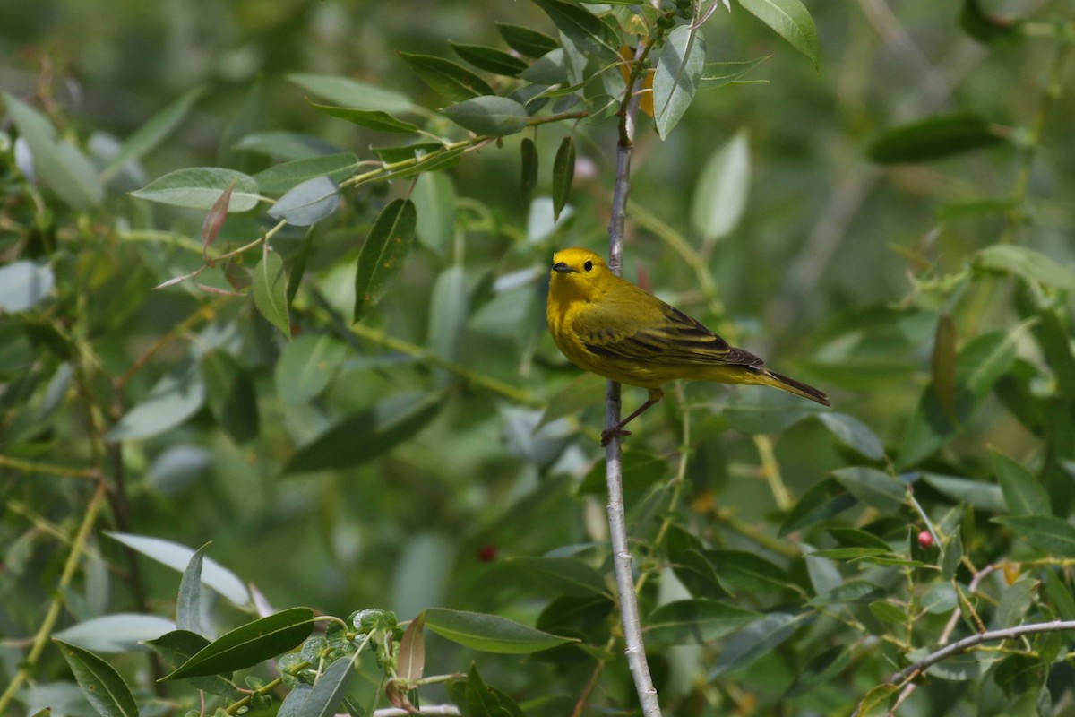 Yellow Warbler (Northern) - ML217909061