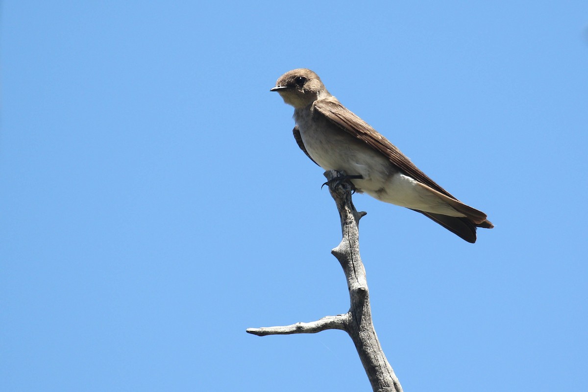 Northern Rough-winged Swallow - ML217909131