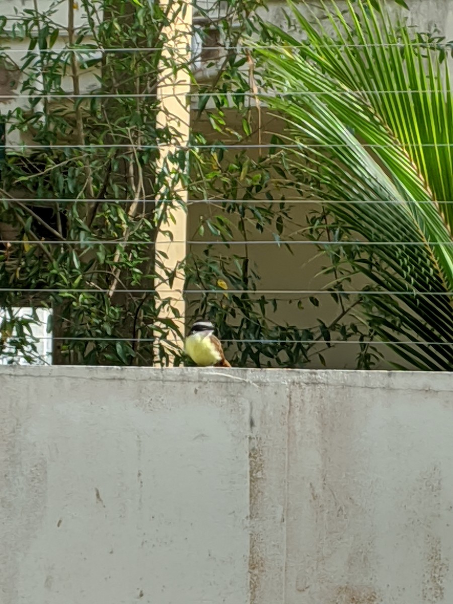 Great Kiskadee - ML217910761