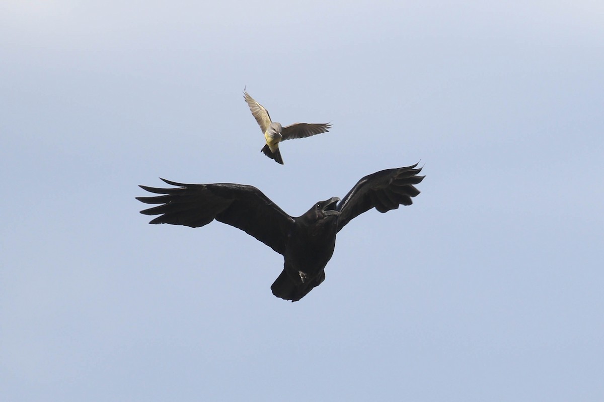 Common Raven - ML217911061