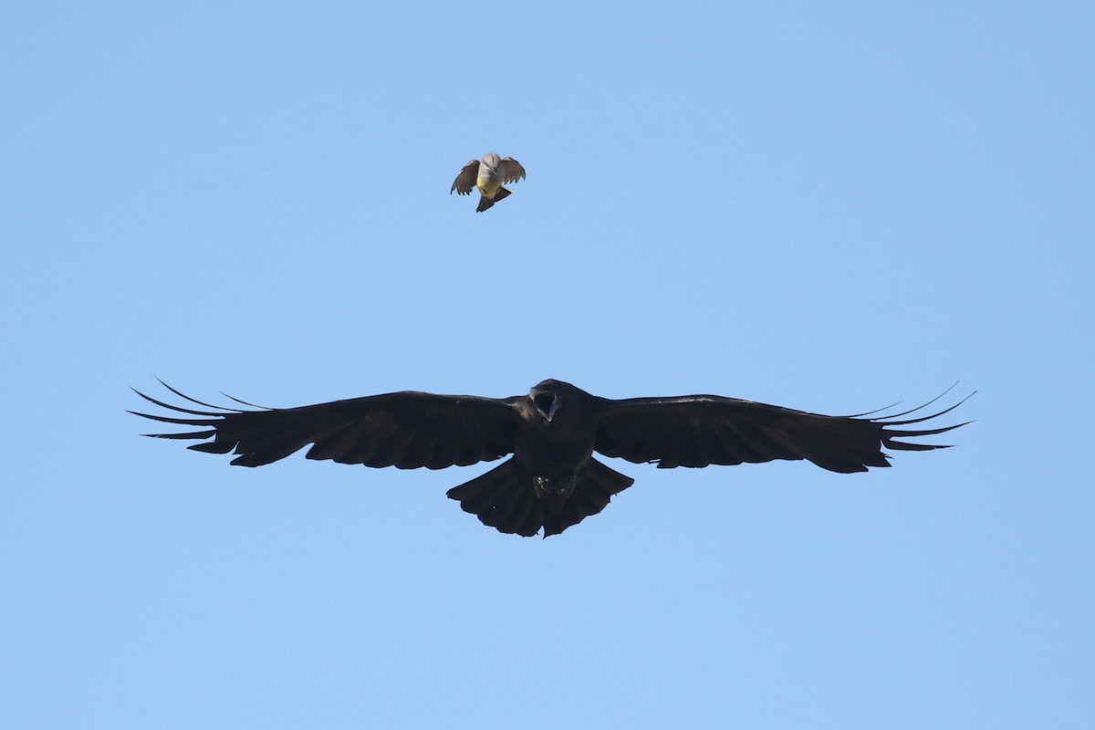 Common Raven - ML217911081