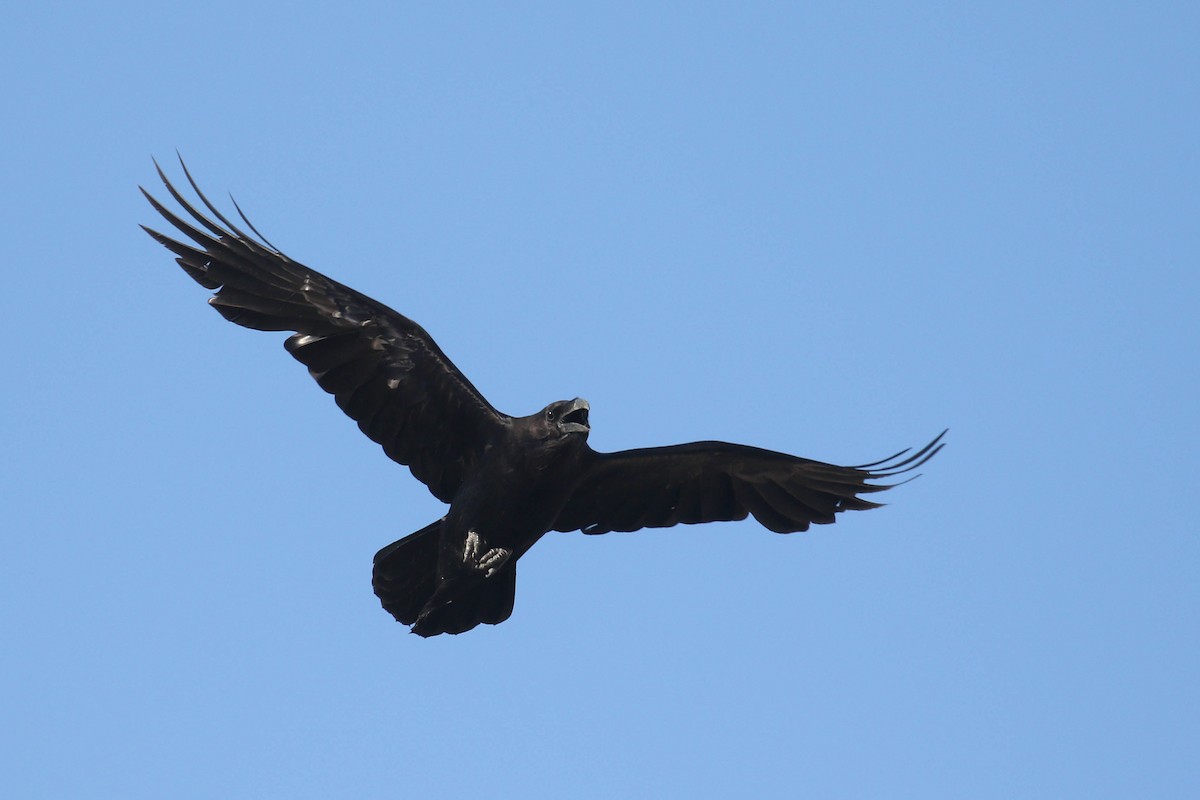 Common Raven - ML217911091