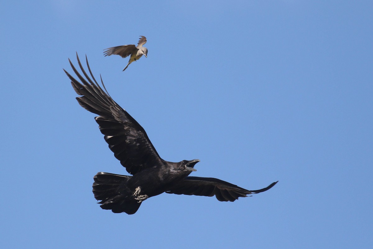 Common Raven - ML217911111