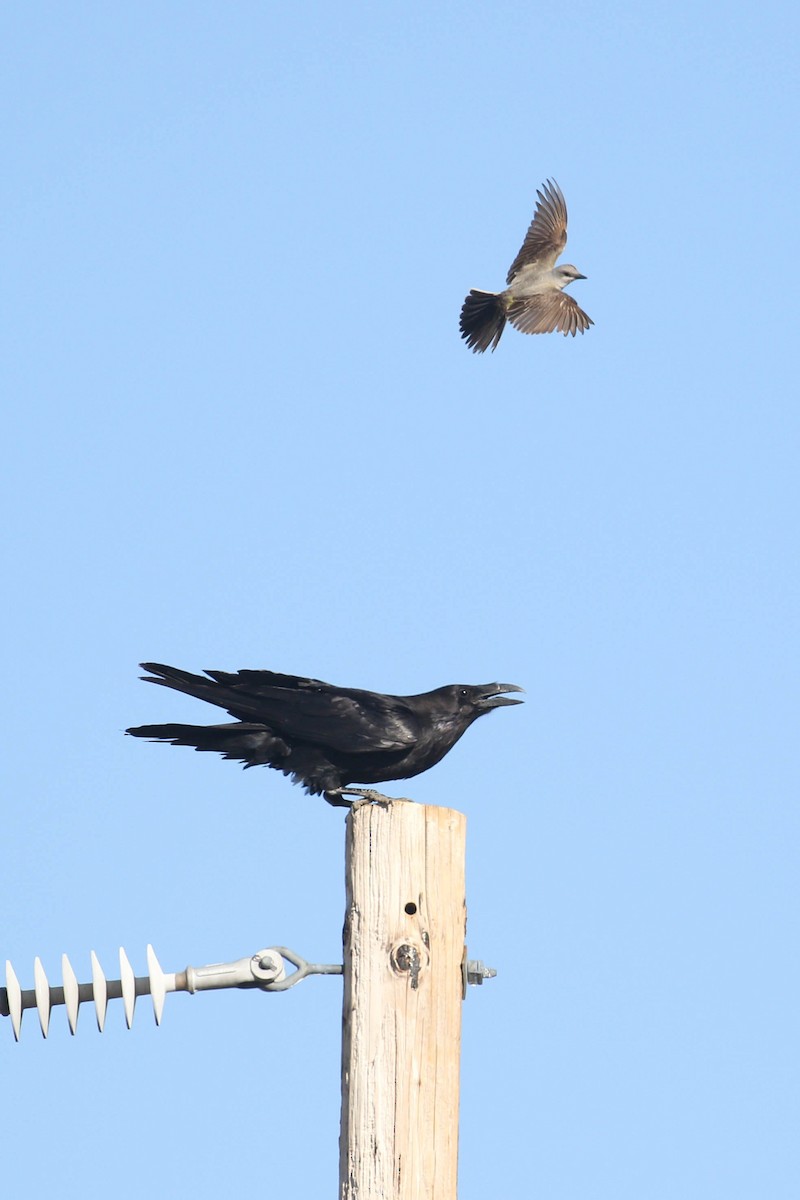 Western Kingbird - ML217911241