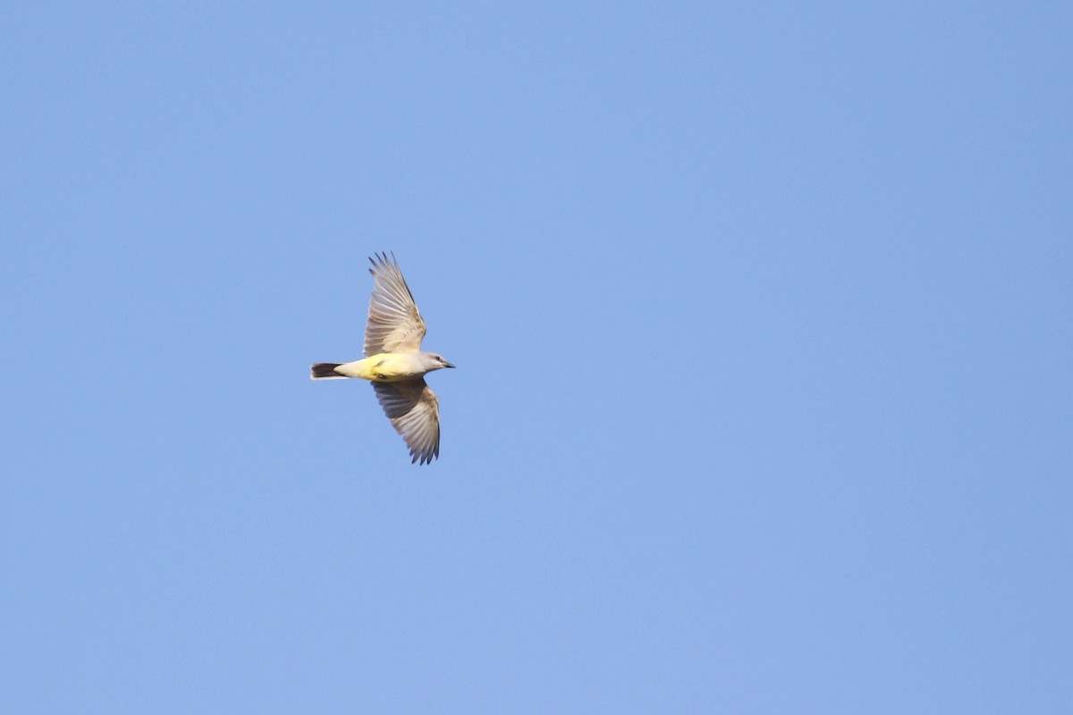 Western Kingbird - ML217911251