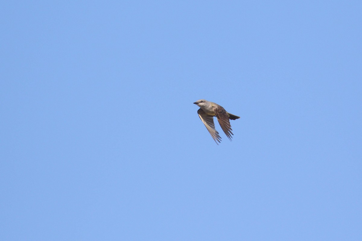 Western Kingbird - ML217911261