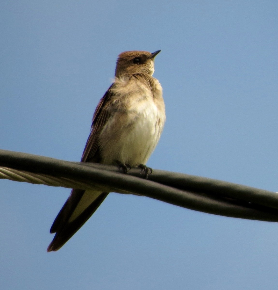 Northern Rough-winged Swallow - Petra Clayton