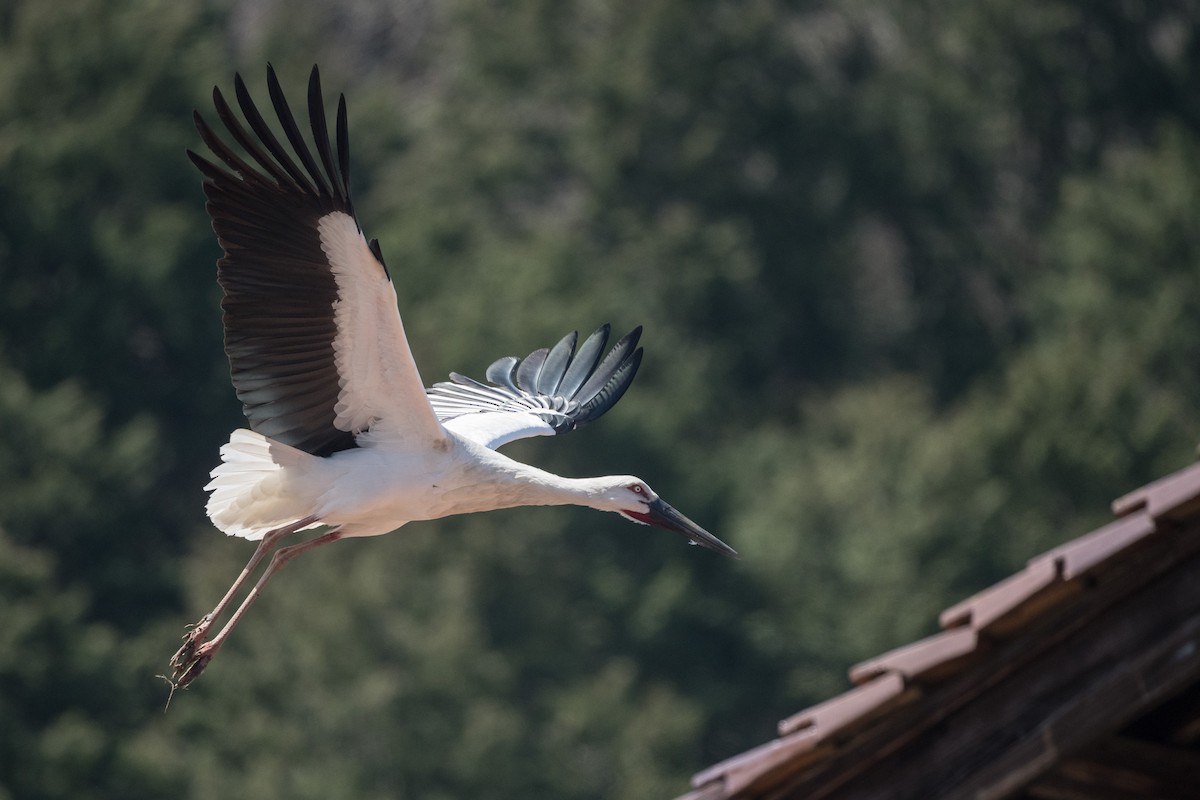 Oriental Stork - ML217914801