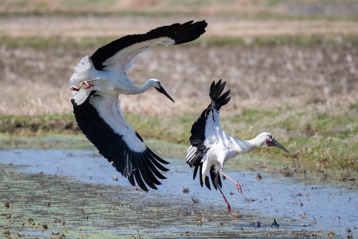 Schwarzschnabelstorch - ML217914811