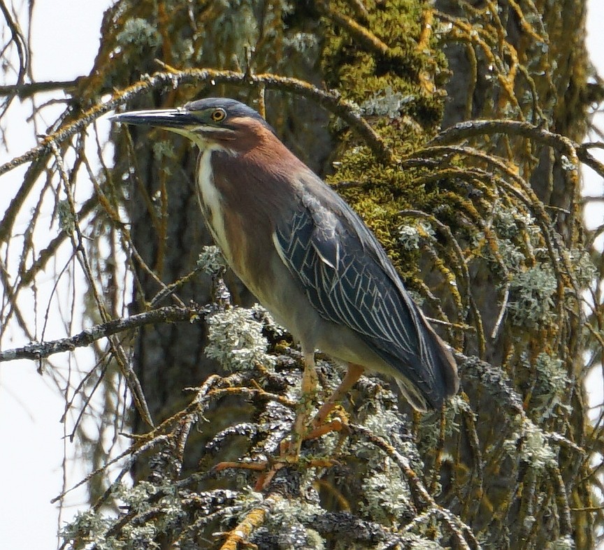 Green Heron - Georges Kleinbaum