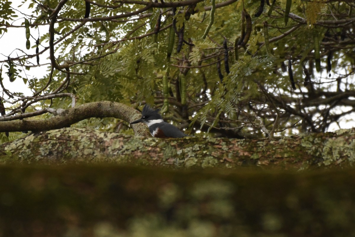 Belted Kingfisher - Alex Wang