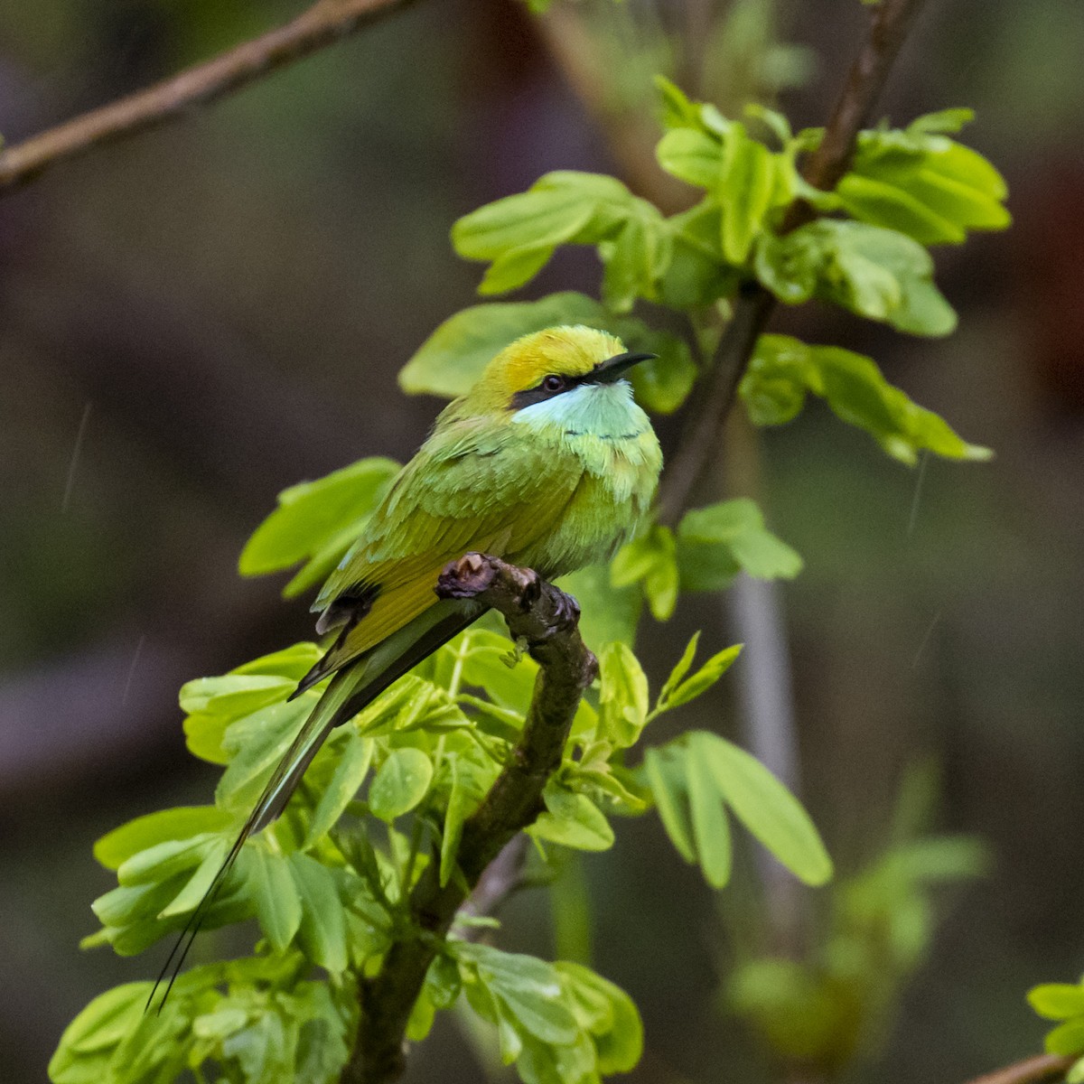 Asian Green Bee-eater - ML217917541