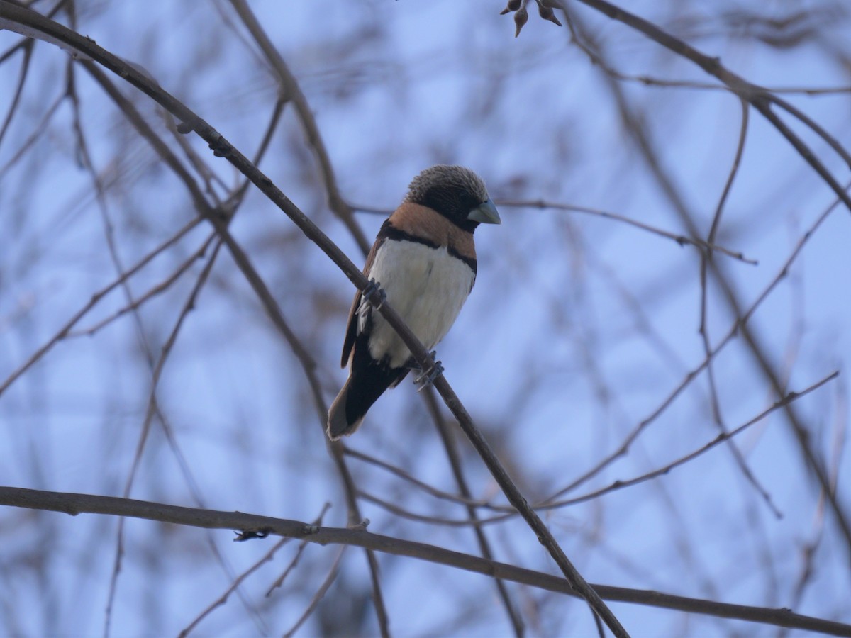 Chestnut-breasted Munia - ML217918511