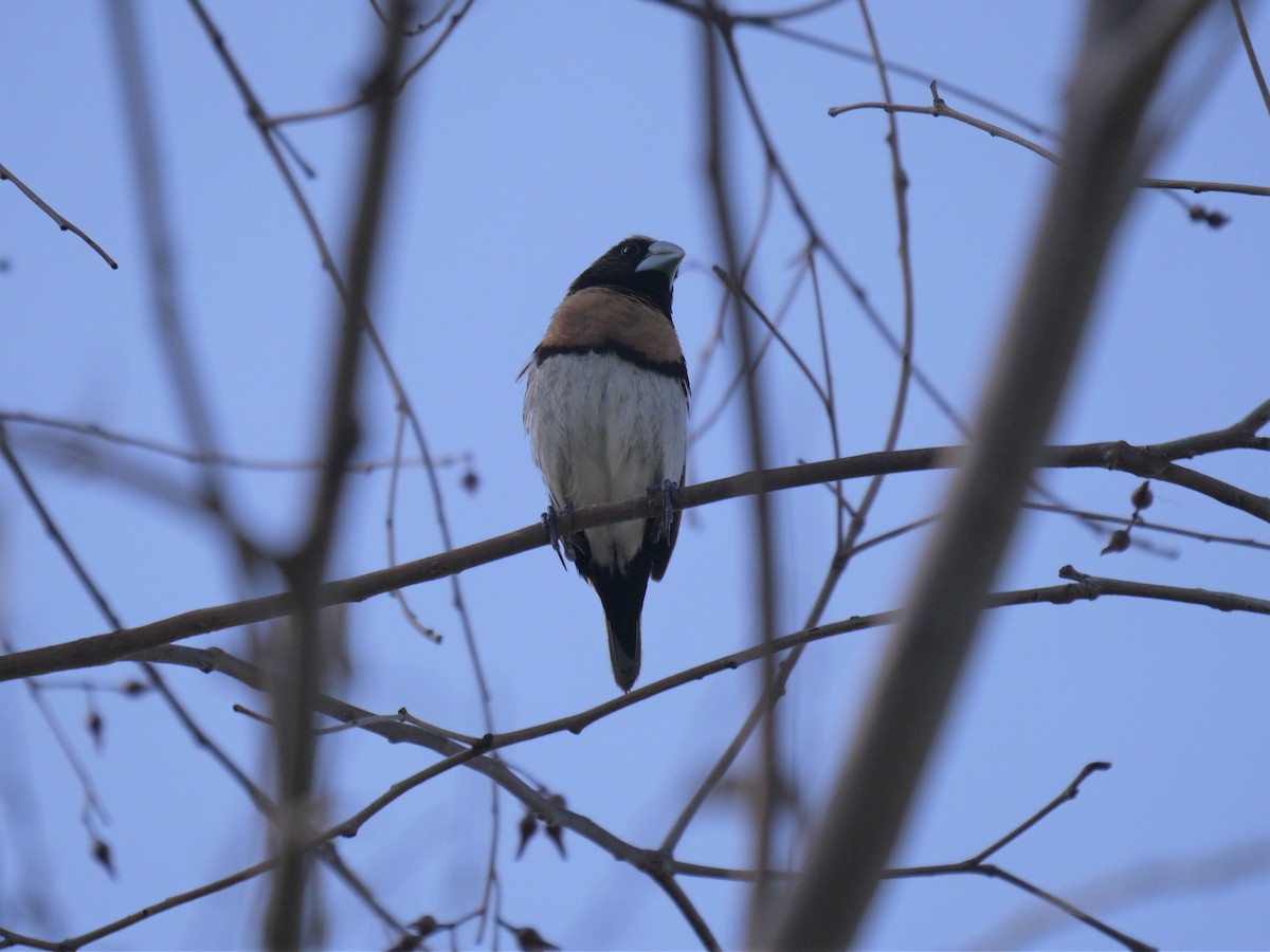 Chestnut-breasted Munia - ML217918521