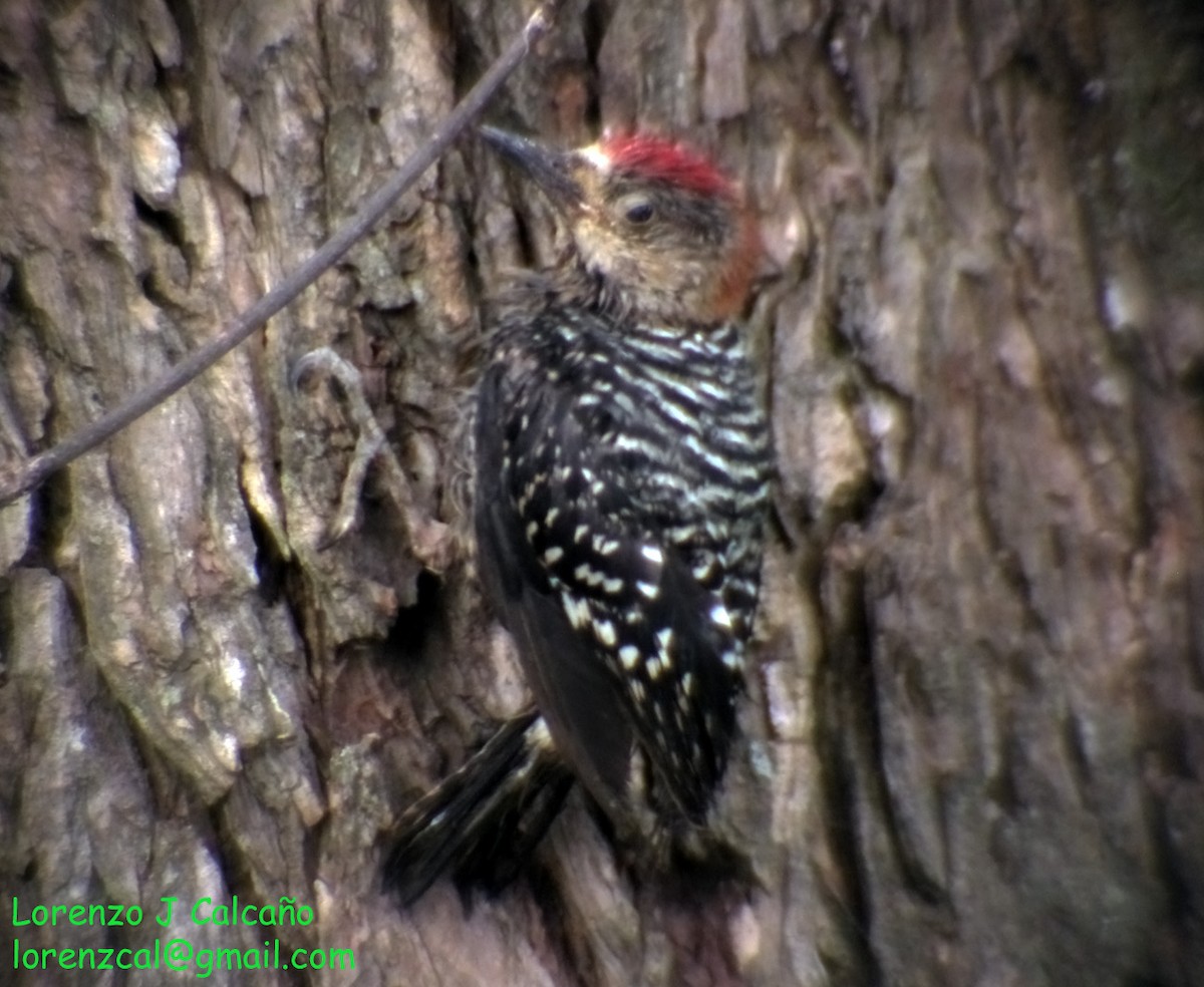 Red-crowned Woodpecker - ML217919441