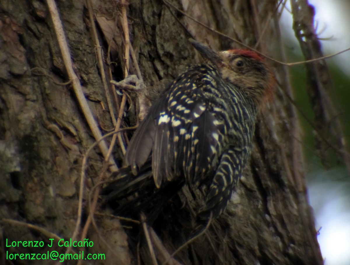 Red-crowned Woodpecker - ML217919471