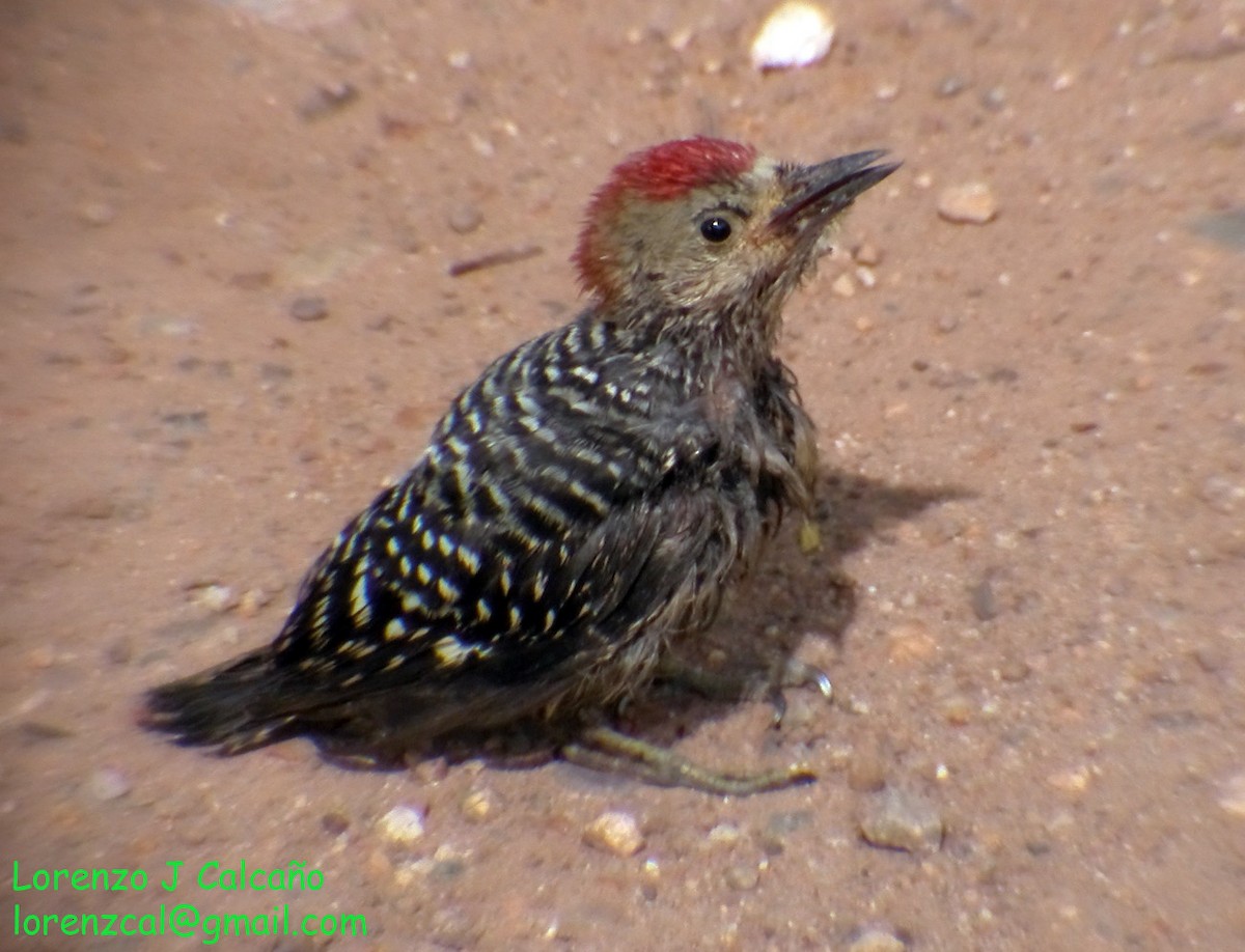Red-crowned Woodpecker - ML217919481