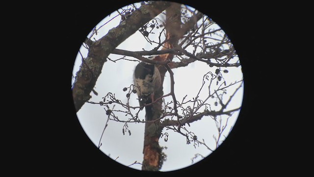 White-backed Woodpecker - ML217919861