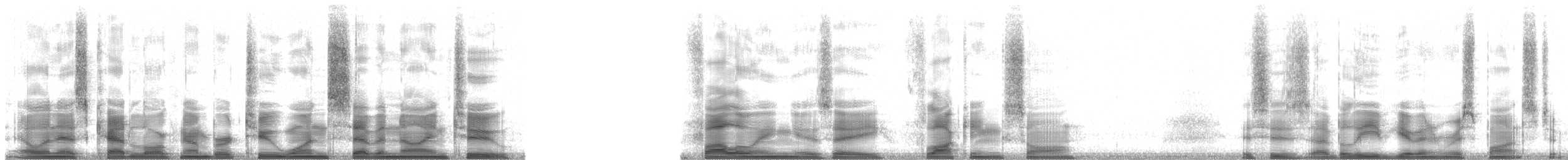 Kara Takkeli Hemispingus (auricularis) - ML21792