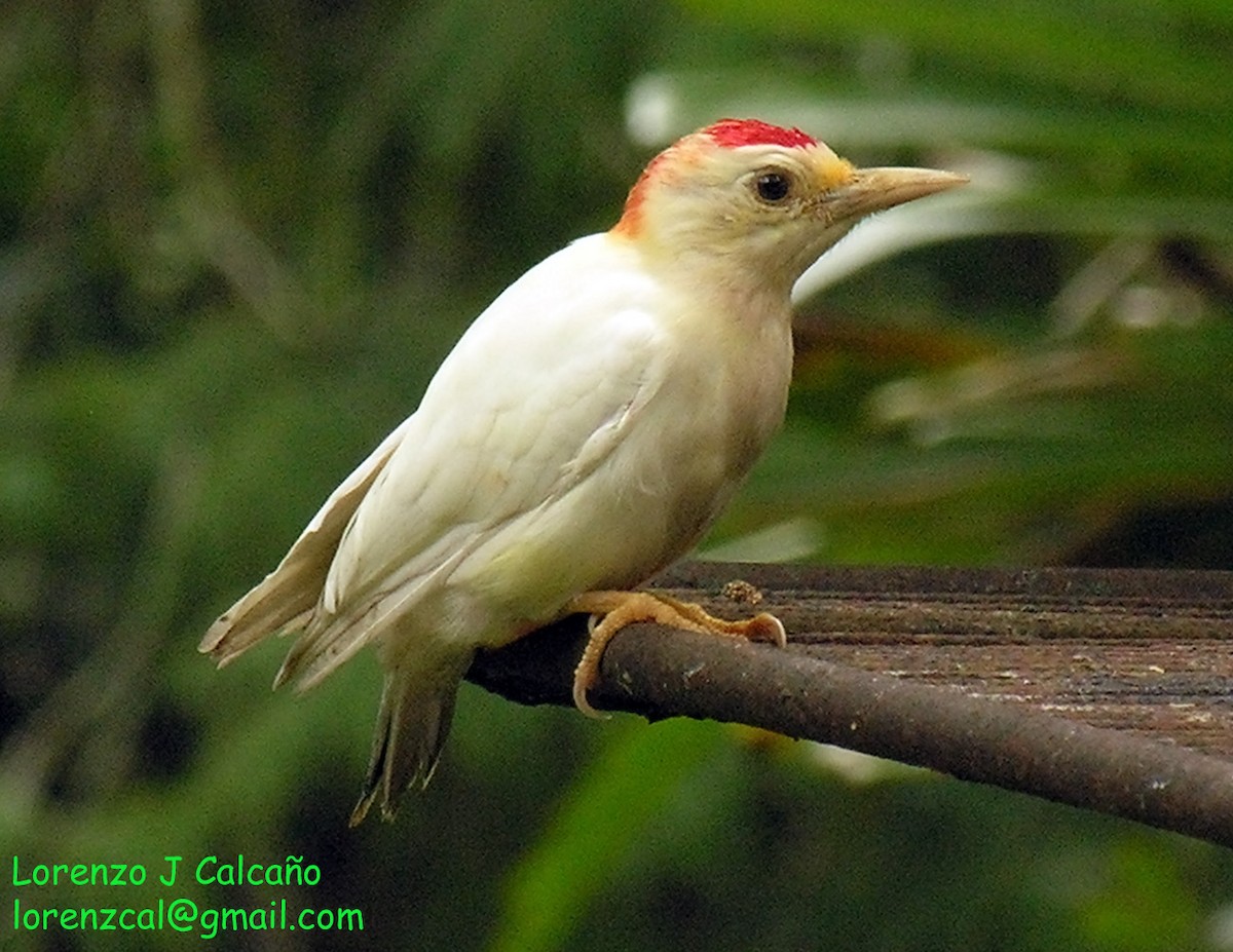 Red-crowned Woodpecker - ML217920461