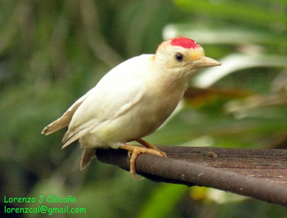 Red-crowned Woodpecker - ML217920481