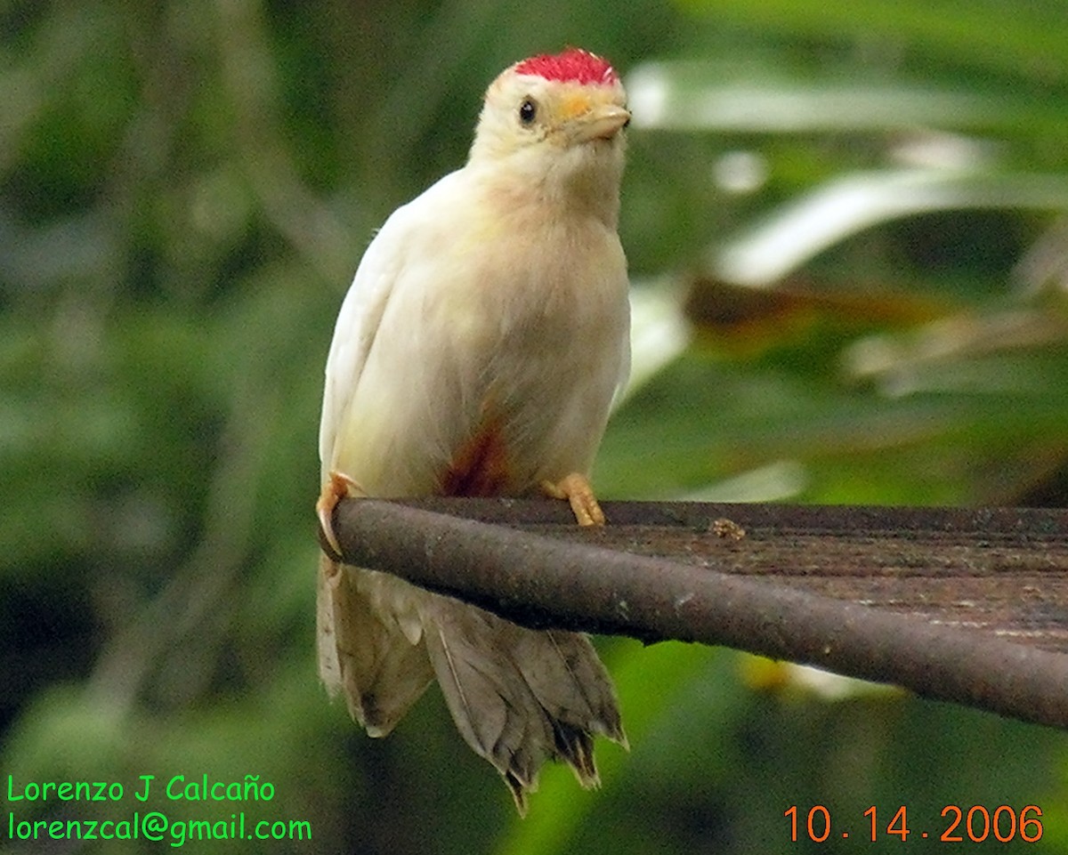 Red-crowned Woodpecker - ML217920491