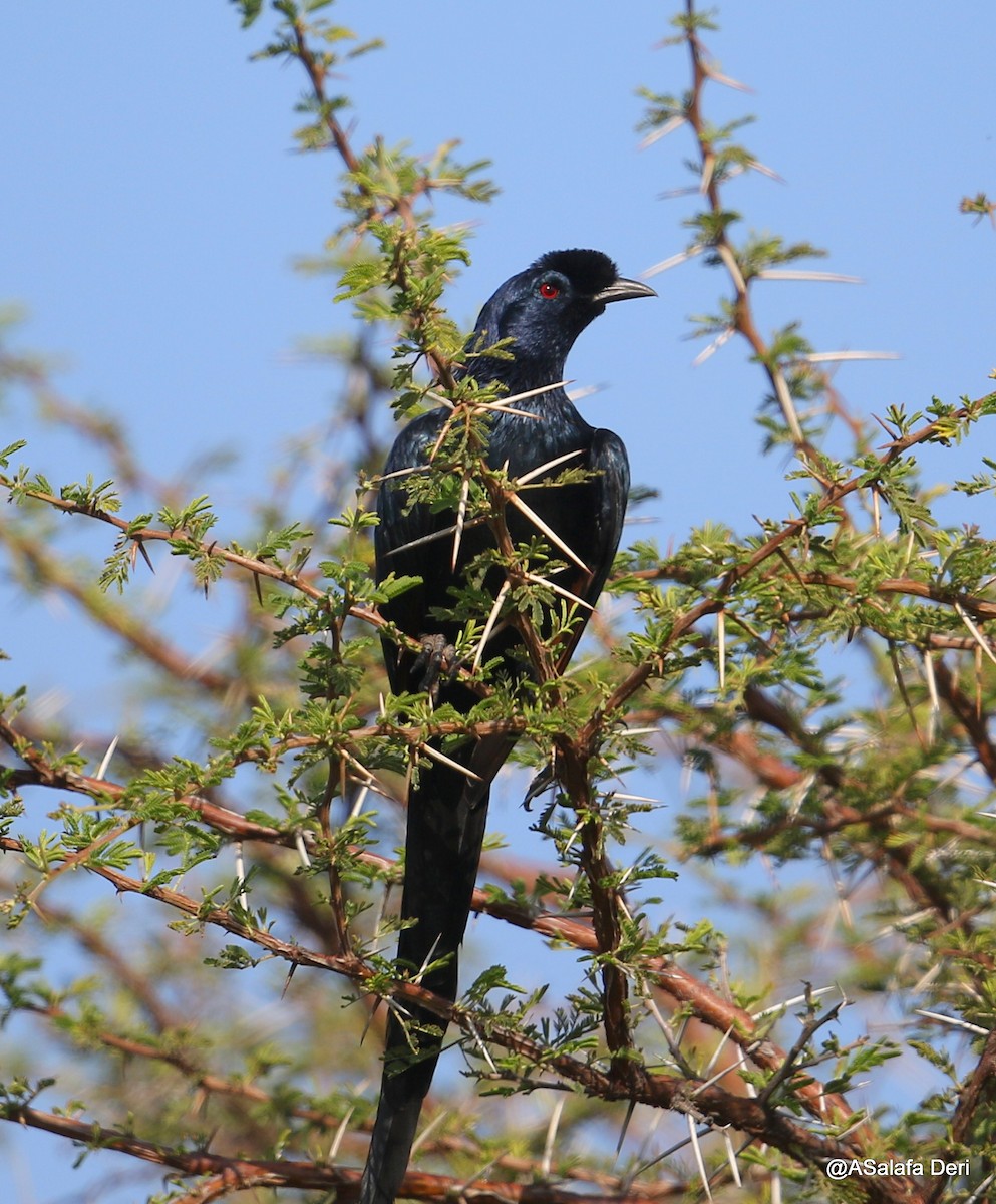 Bristle-crowned Starling - ML217920551