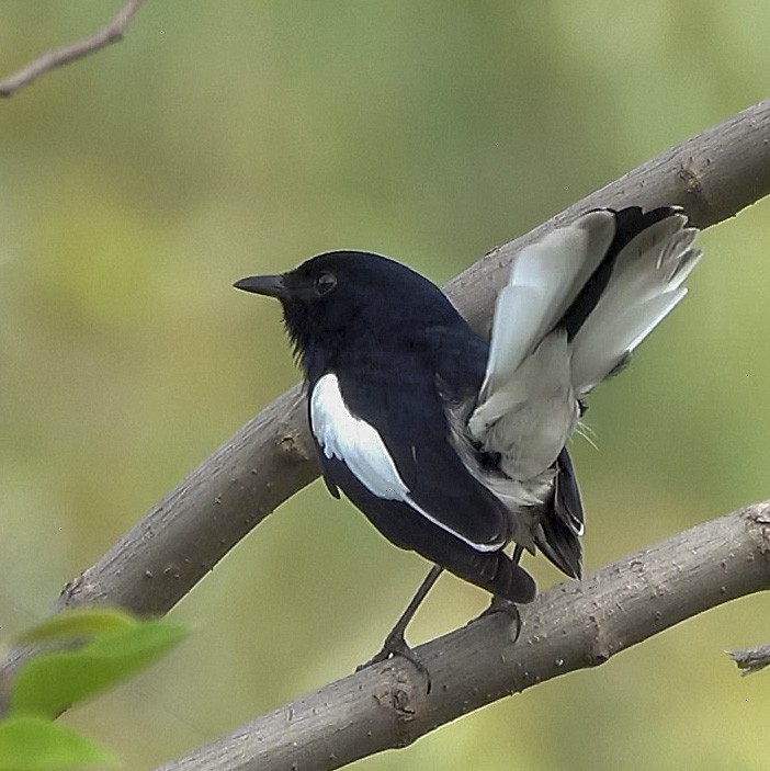 Oriental Magpie-Robin - ML217920581