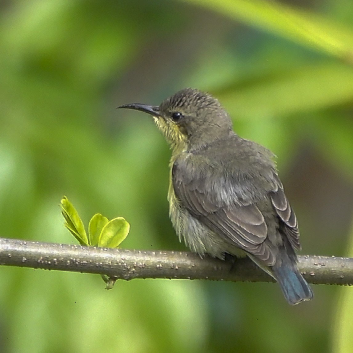 Purple Sunbird - ML217920661