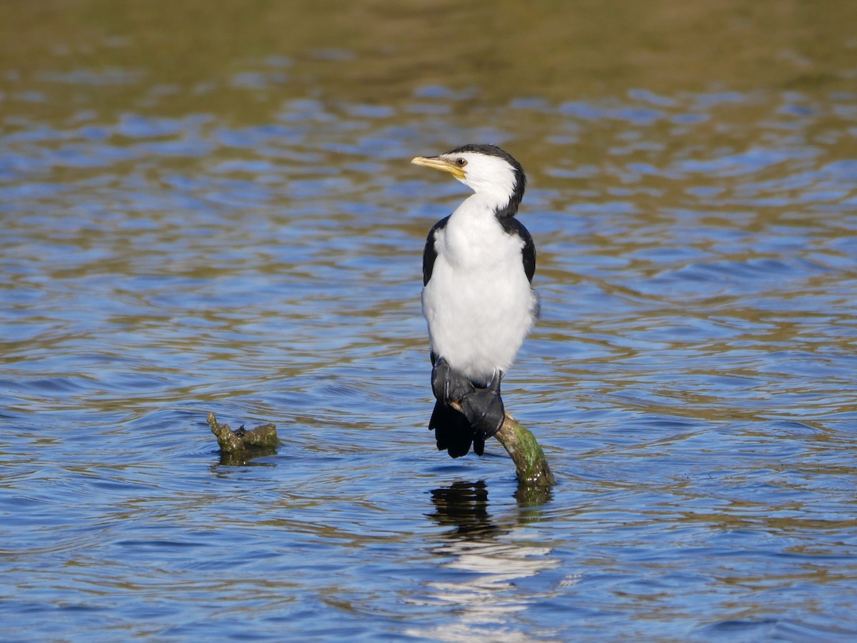 Little Pied Cormorant - ML217921121
