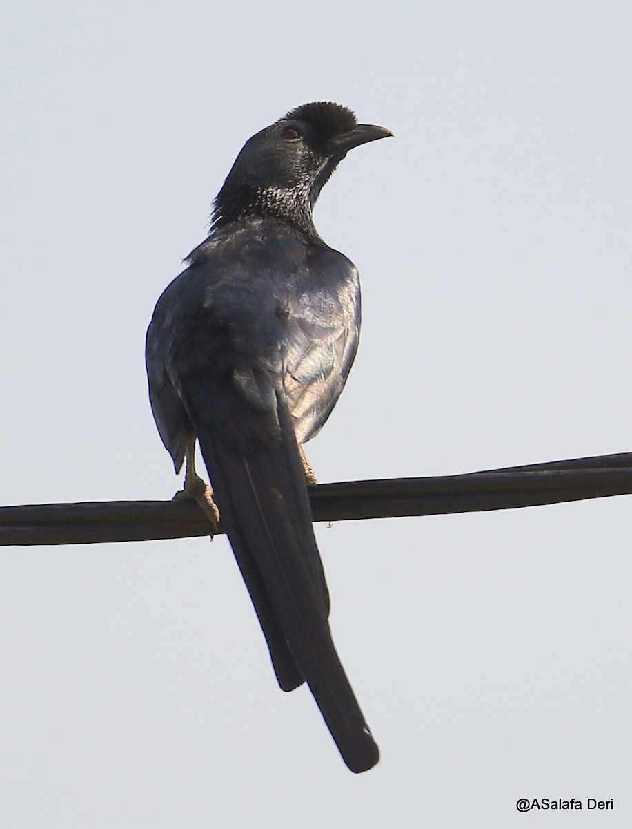 Bristle-crowned Starling - ML217921171