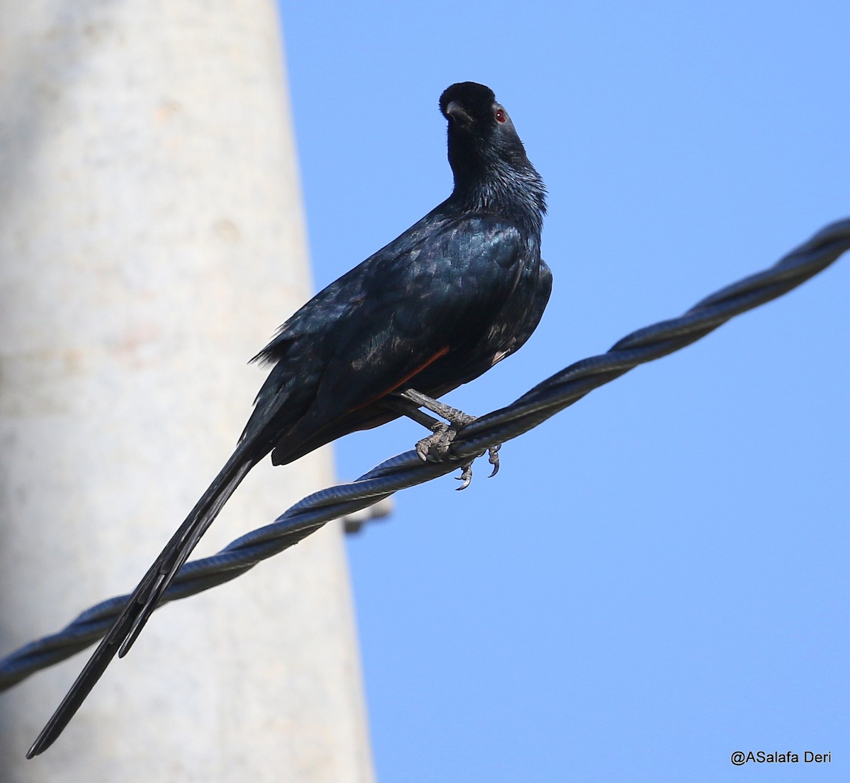 Bristle-crowned Starling - ML217921181