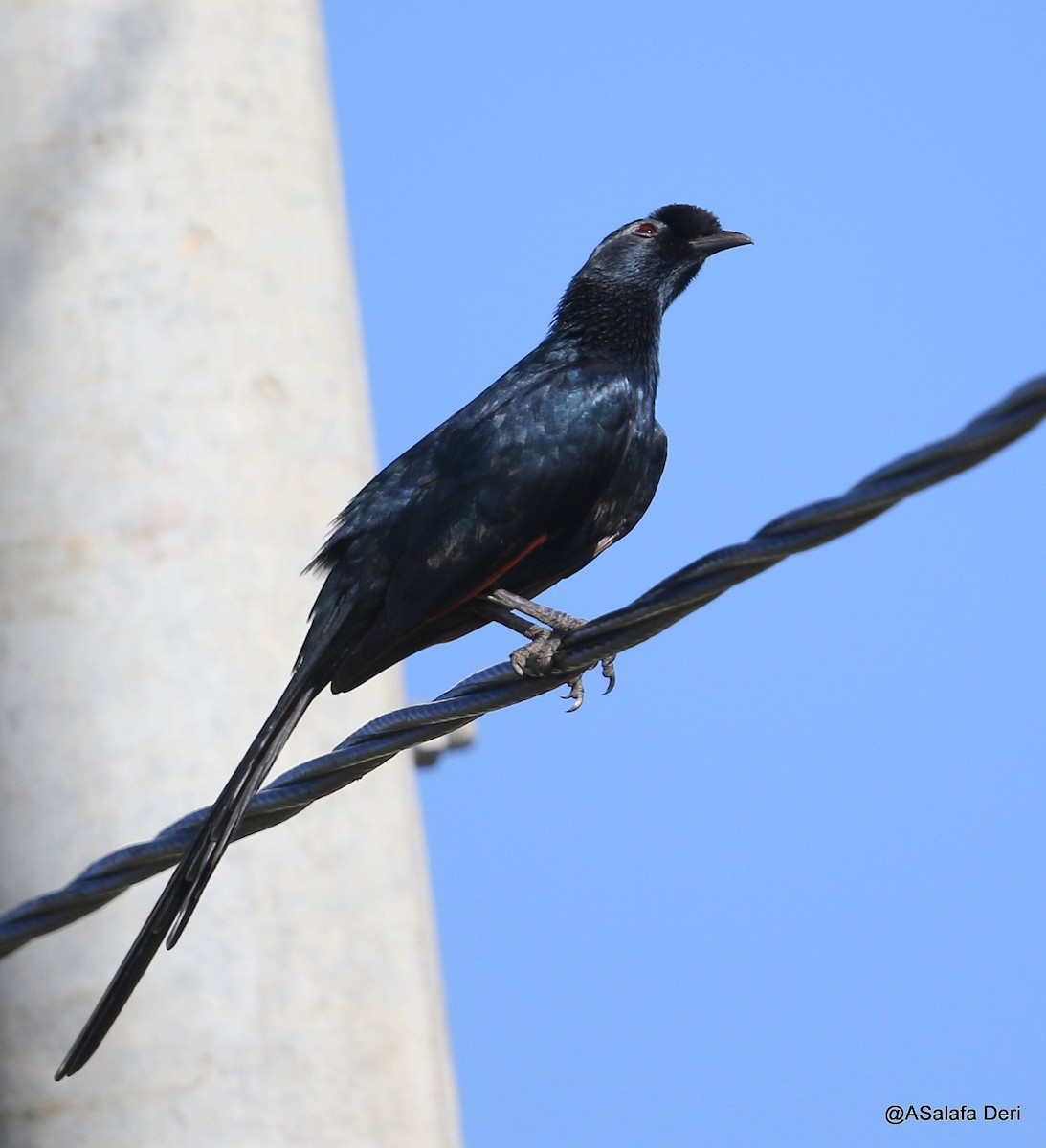 Bristle-crowned Starling - ML217921191