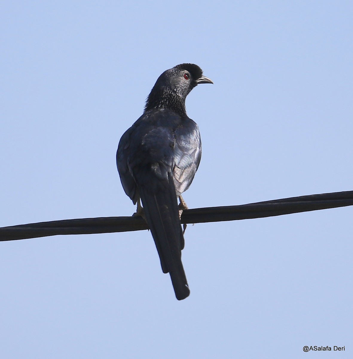 Bristle-crowned Starling - ML217921201